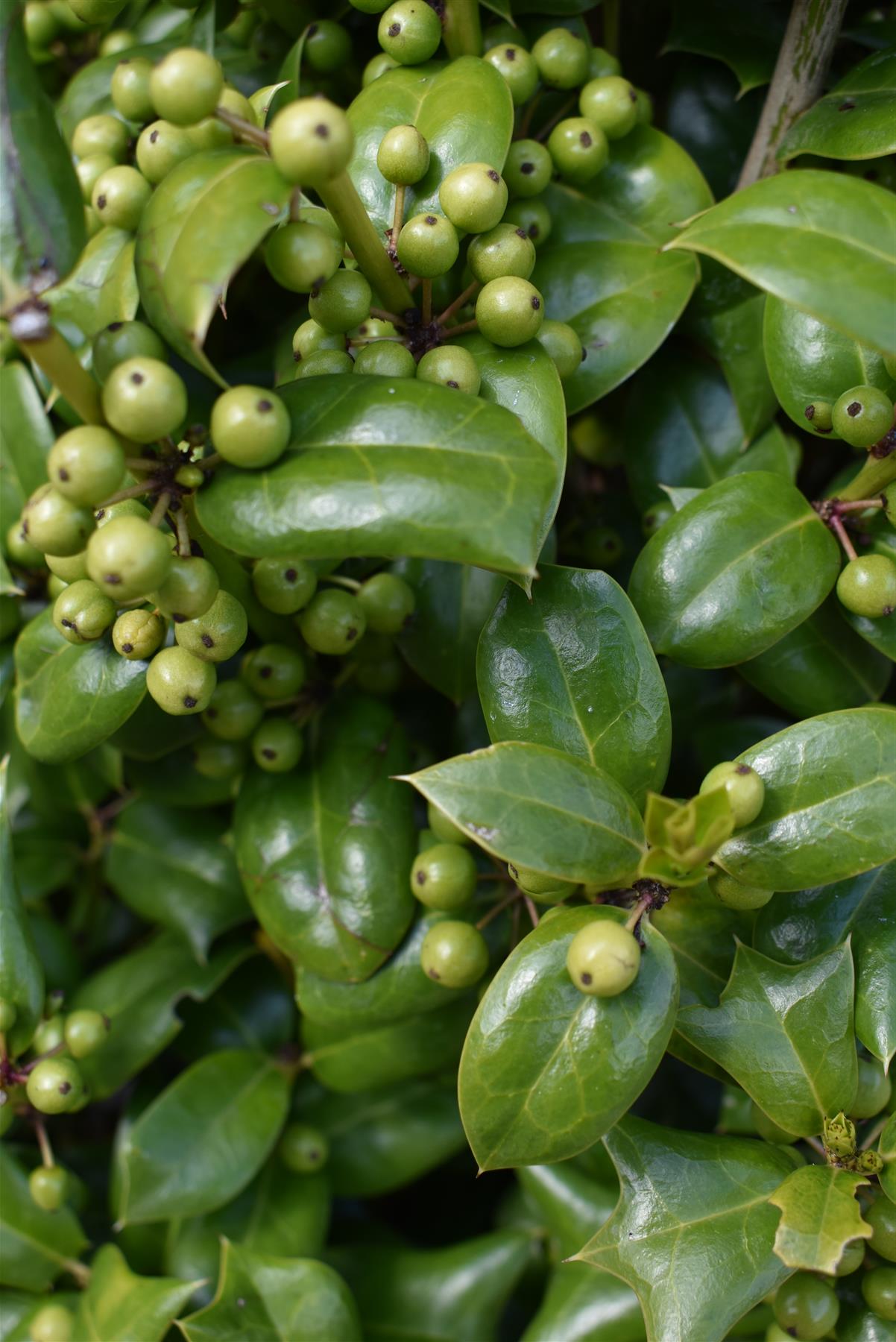 Ilex Cornuta Furcata | Chinese or Horned Holly- Cone - Height 170-180cm - 25lt