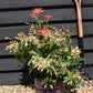 Pieris 'Forest Flame' - Shrub - Height 30-40cm - Width 40cm - 7lt