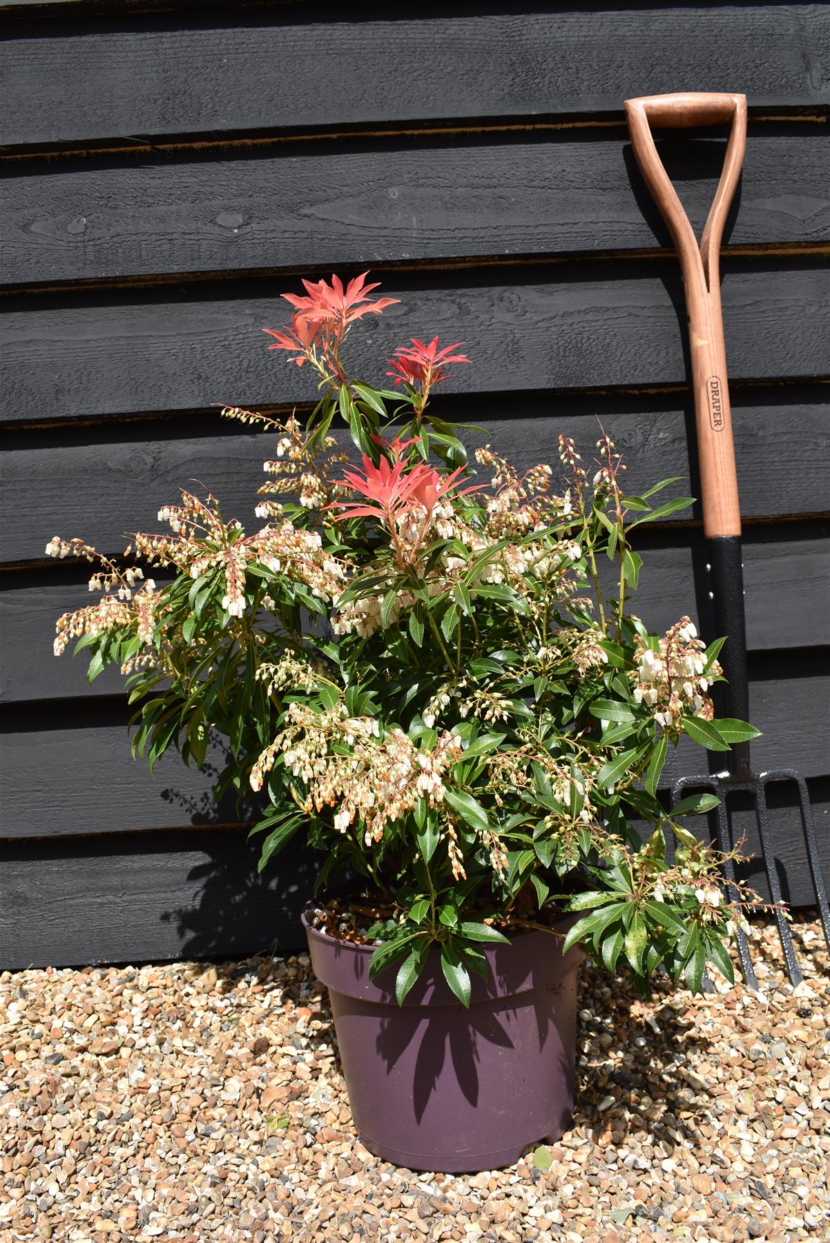 Pieris 'Forest Flame' - Shrub - Height 30-40cm - Width 40cm - 7lt