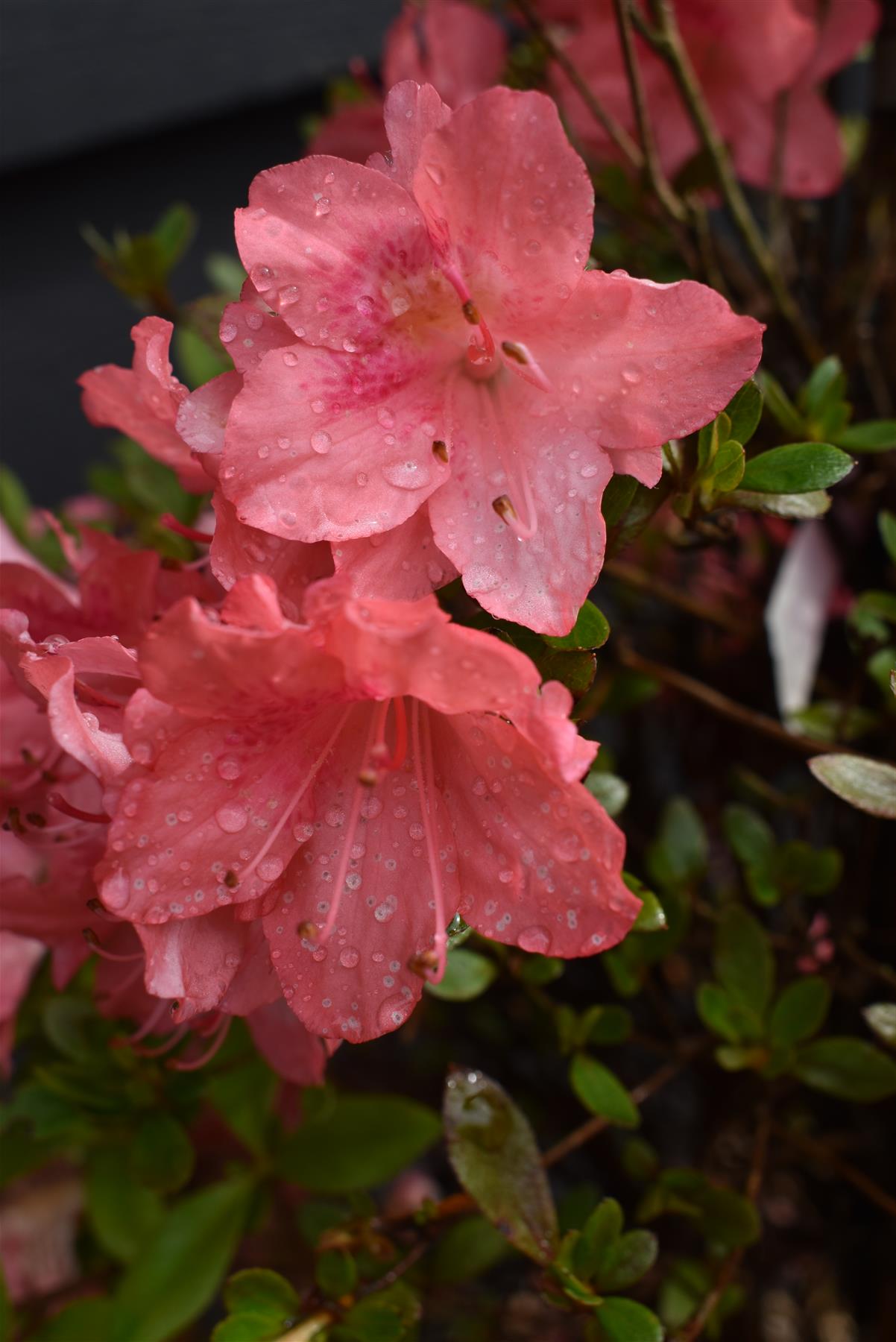 Azalea Japonica | Rhododendron - 115cm, 20lt