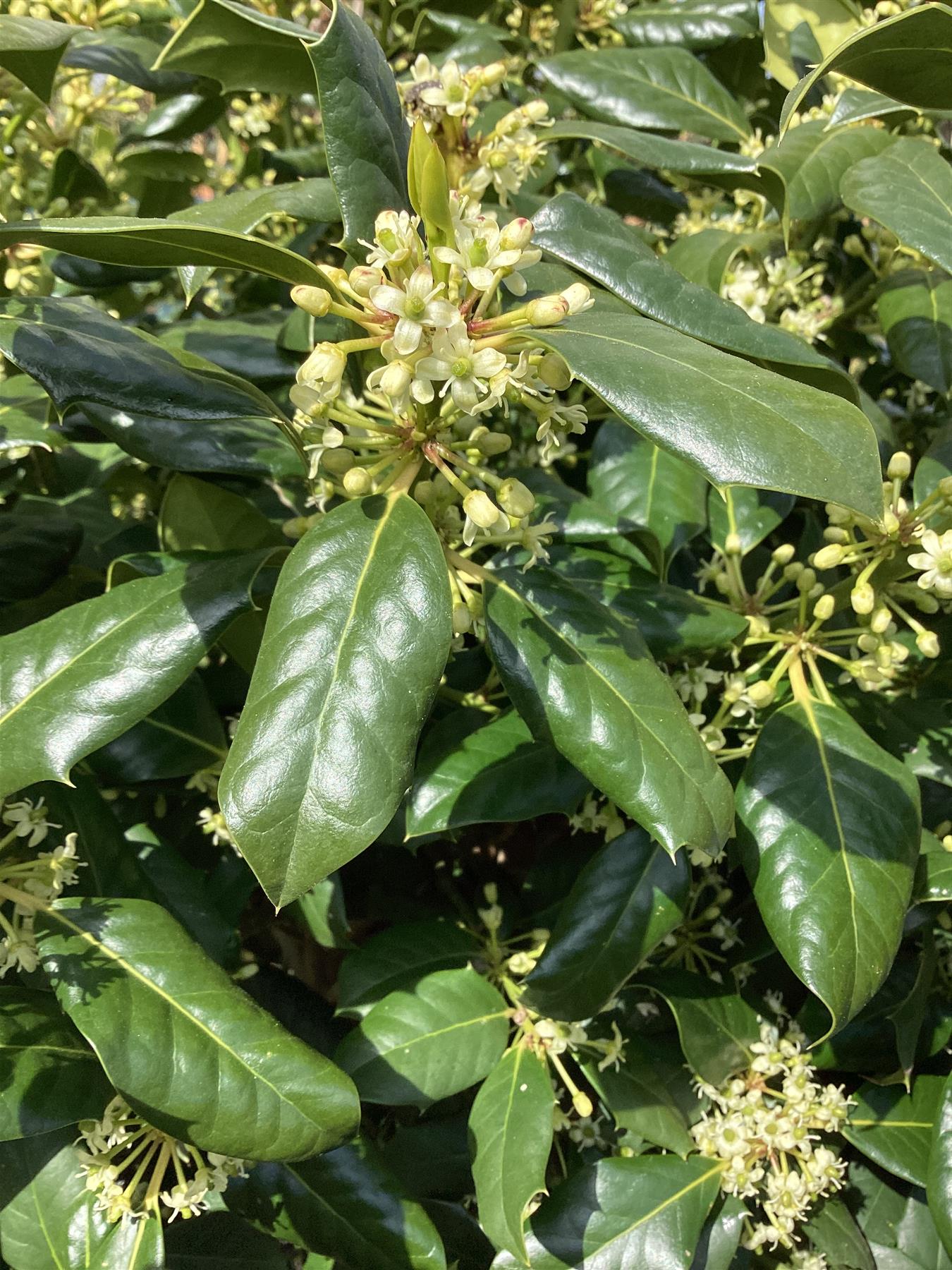 Ilex 'Nellie R. Stevens' | Holly 'Nellie R. Stevens' - 1/2 std Clear Stem - 50-60cm, 25lt