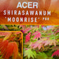 Full Moon Maple | Acer shirasawanum 'Moonrise' - Bushy - Height 120-140cm - 18-20lt