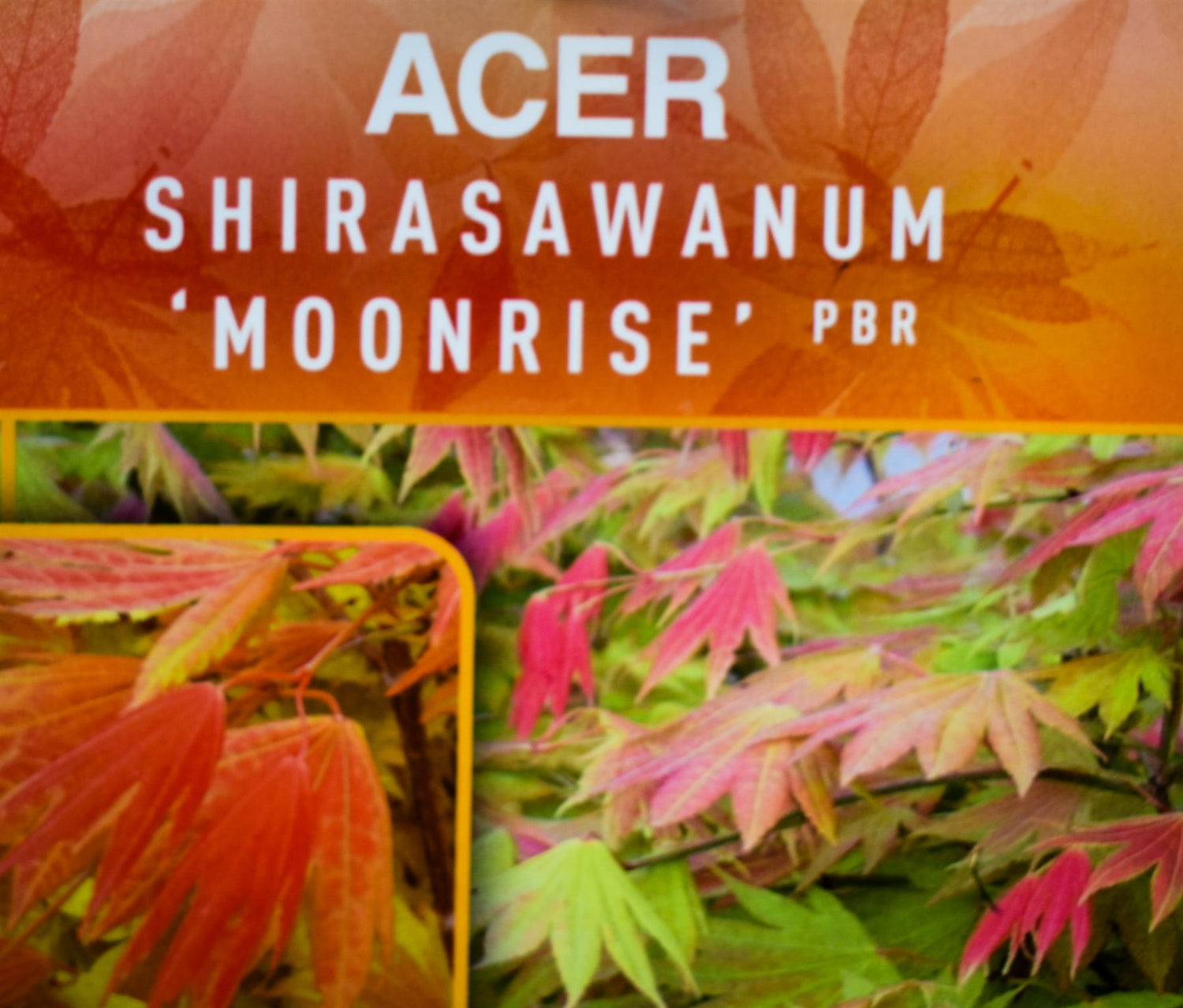 Full Moon Maple | Acer shirasawanum 'Moonrise' - Bushy - Height 120-140cm - 18-20lt