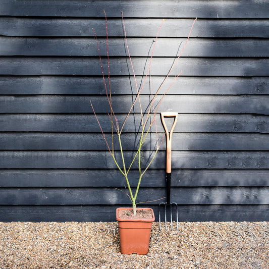 Japanese maple 'Brown Sugar' | Acer palmatum 'Brown Sugar' - Height 150-160cm - 20-25lt