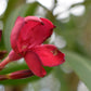 Nerium oleander - Clear Stem - 330-350cm - 90lt