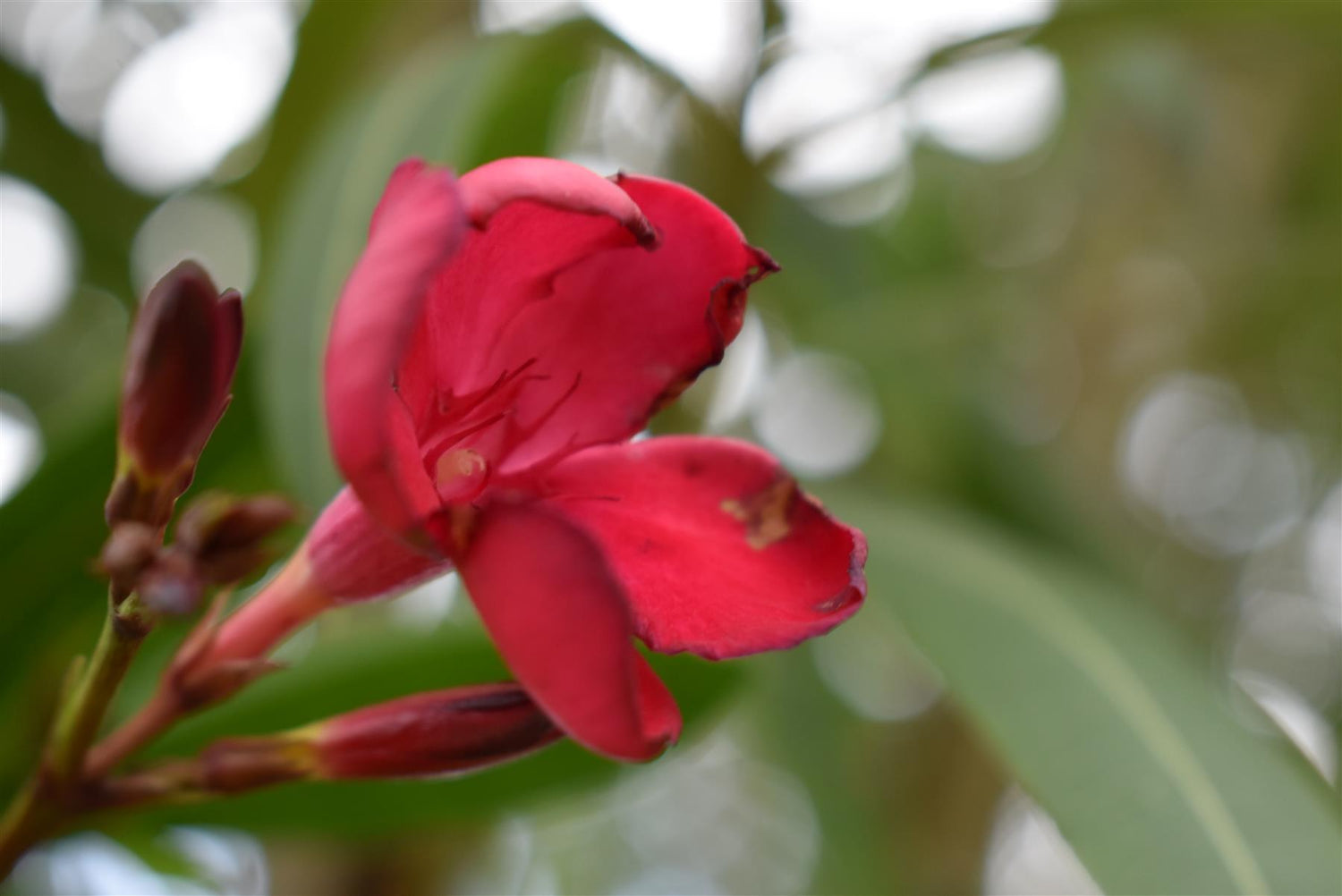 Nerium oleander - Clear Stem - 330-350cm - 90lt