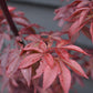 Acer palmatum 'Twombly's Red Sentinel' | Japanese Maple - Bushy - 110-140cm - 15lt