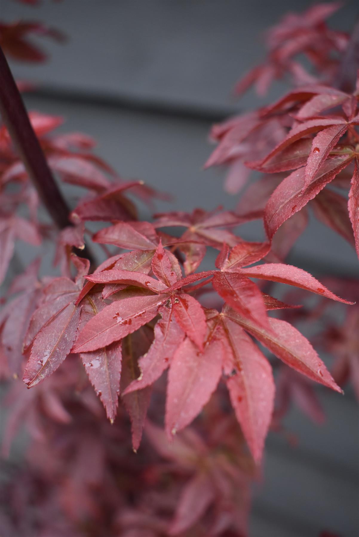 Acer palmatum 'Twombly's Red Sentinel' | Japanese Maple - Bushy - 110-140cm - 15lt