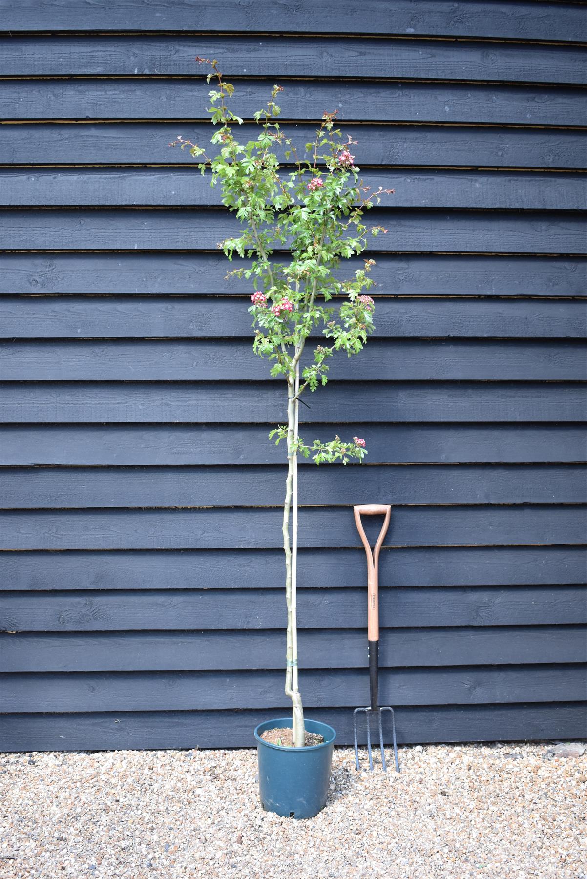 Crataegus laevigata 'Crimson Cloud' - 140-180cm, 10lt