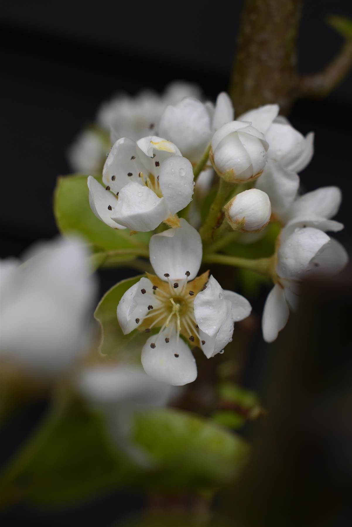 Prunus avium 'Early Rivers' | Cherry 'Early Rivers' - Height 150-160cm - 25lt