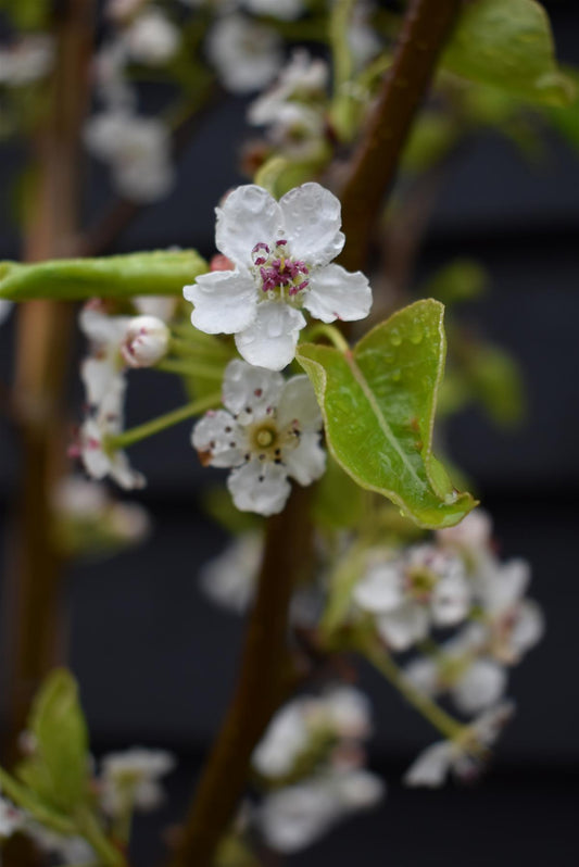 Pyrus calleryana 'Chanticleer' | Callery Pear - 180-220cm - 12lt