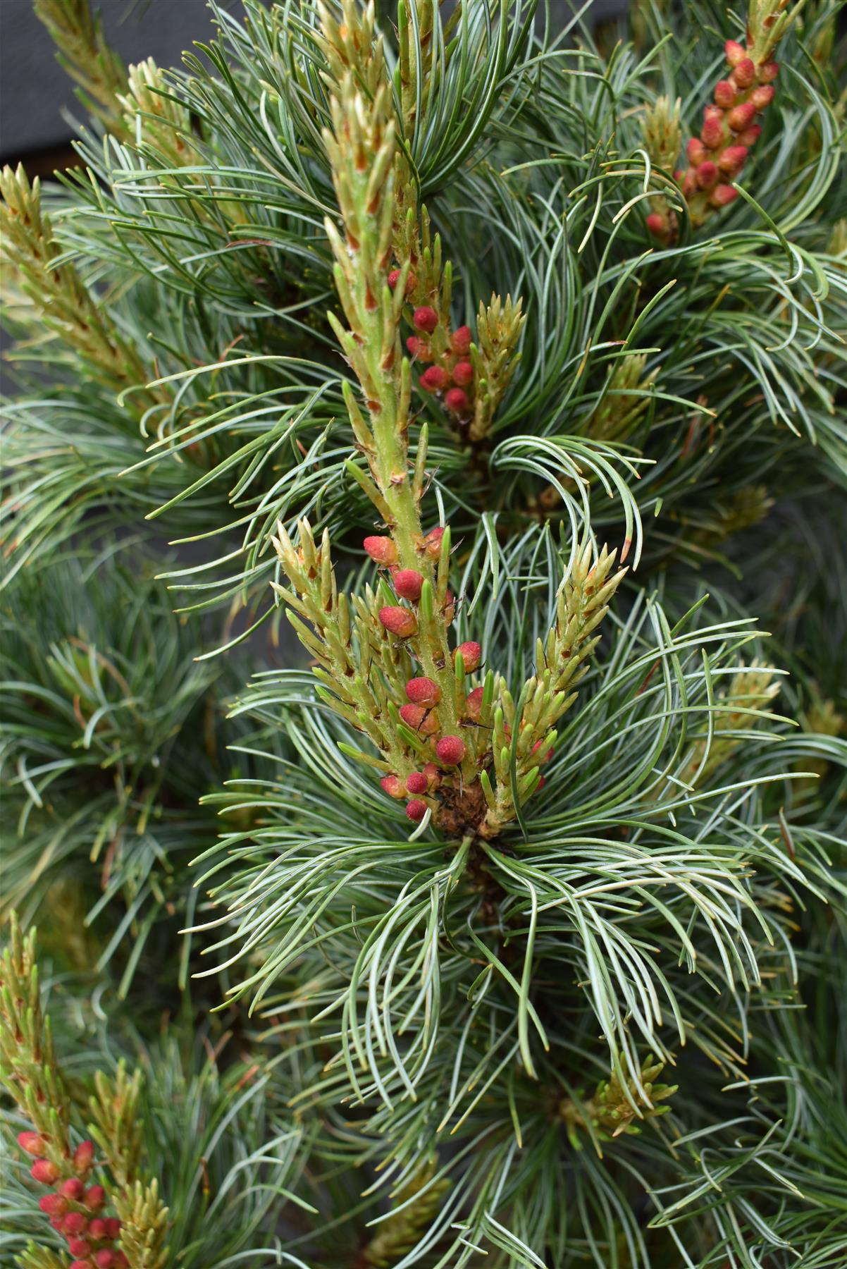 Pinus parviflora 'Bonnie Bergman' | Japanese white pine- Height 60-70cm - Width 40cm - 11lt