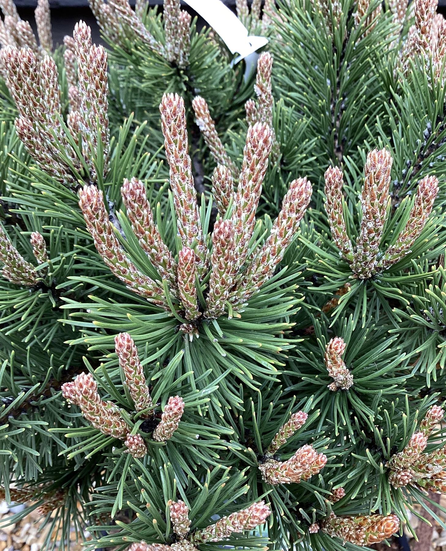 Pinus uncinata 'Heideperle' | Mountain pine - Height 40-50cm - Width 20cm - 11lt