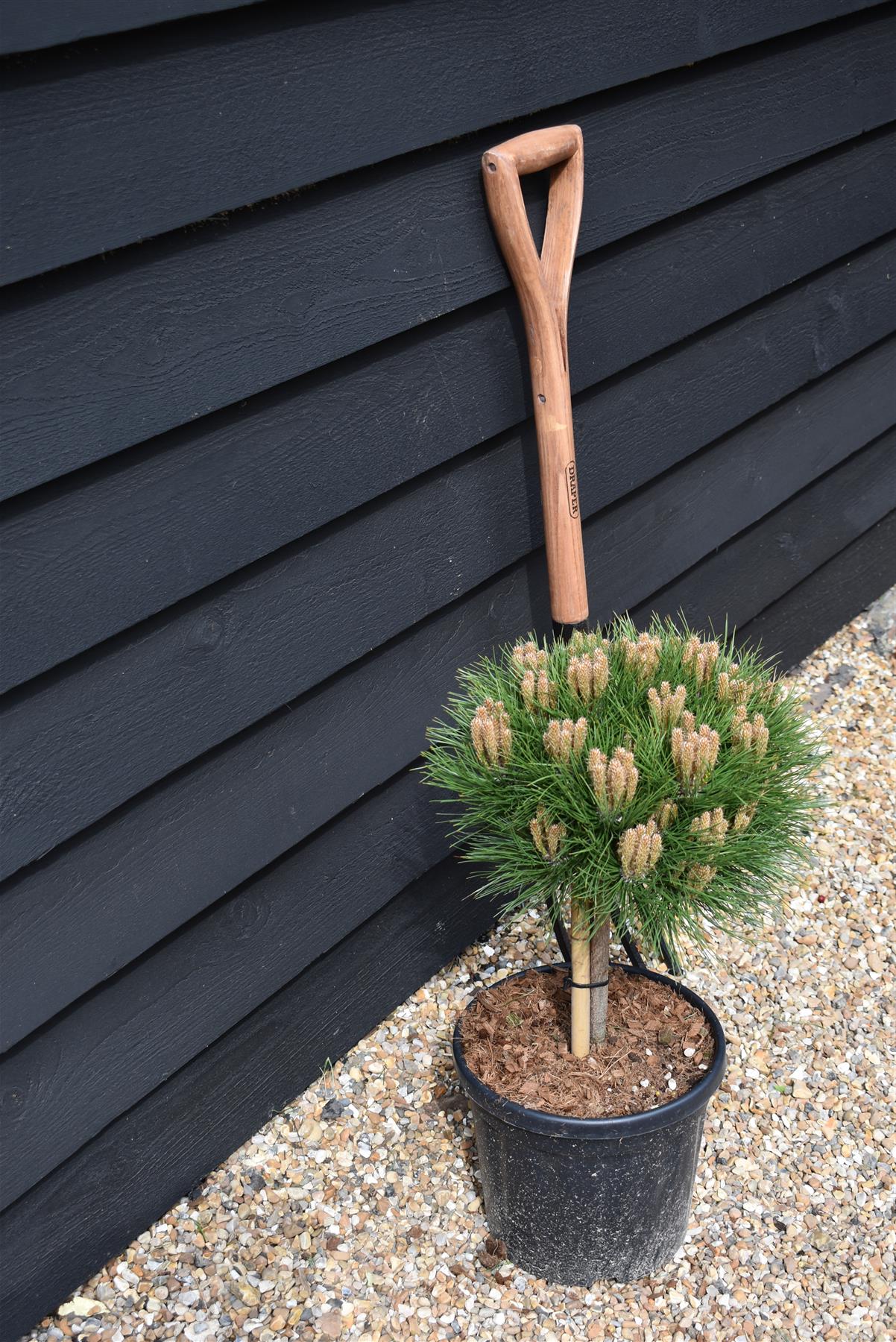 Pinus 'Marie Bregeon' - Clear Stem 20cm - Height 45-55cm - Width 25cm - 8lt