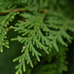 Chamaecyparis lawsoniana 'Stardust' Lawson's cypress - 170-180cm - 30lt