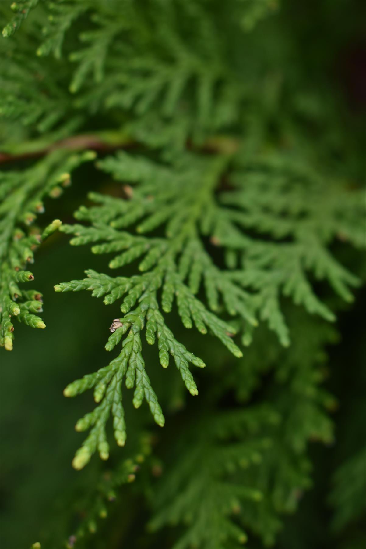 Chamaecyparis lawsoniana 'Stardust' Lawson's cypress - 170-180cm - 30lt