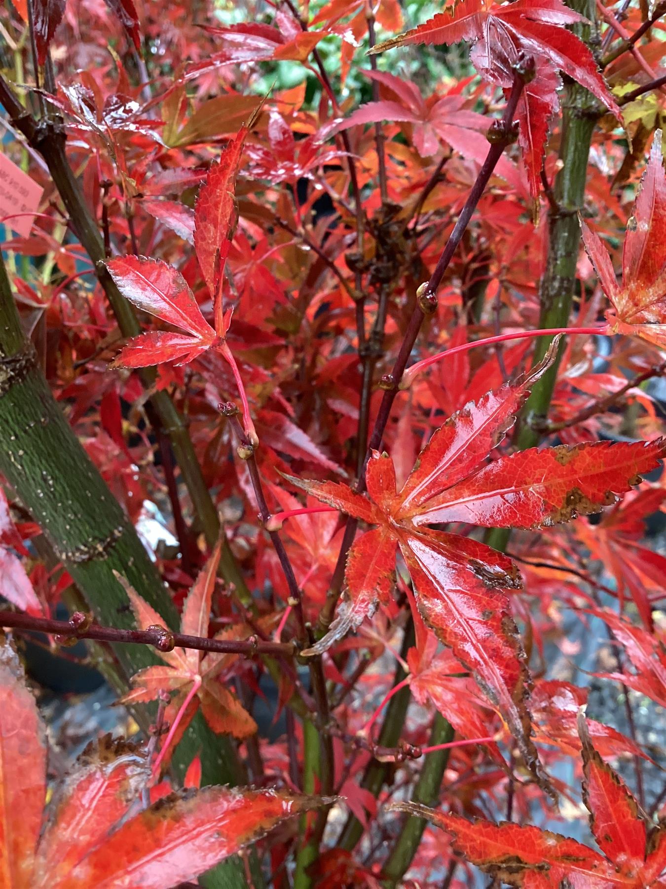 Japanese maple 'Skeeter's Broom' | Acer palmatum  | - Bushy - Height 180-200cm - 35lt