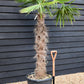 Windmill palm | Trachycarpus fortunei - Stem 130-140cm - Height 180-220cm - 70lt