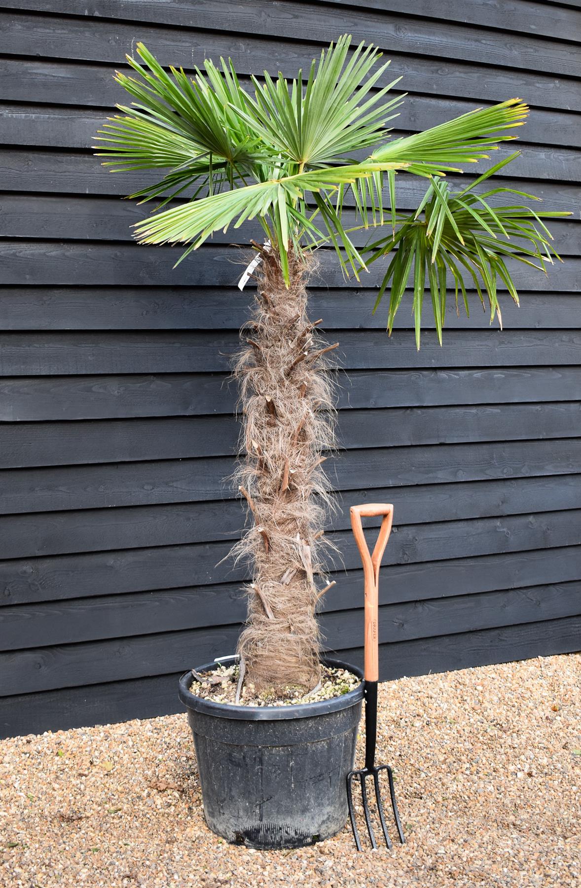 Windmill palm | Trachycarpus fortunei - Stem 130-140cm - Height 180-220cm - 70lt