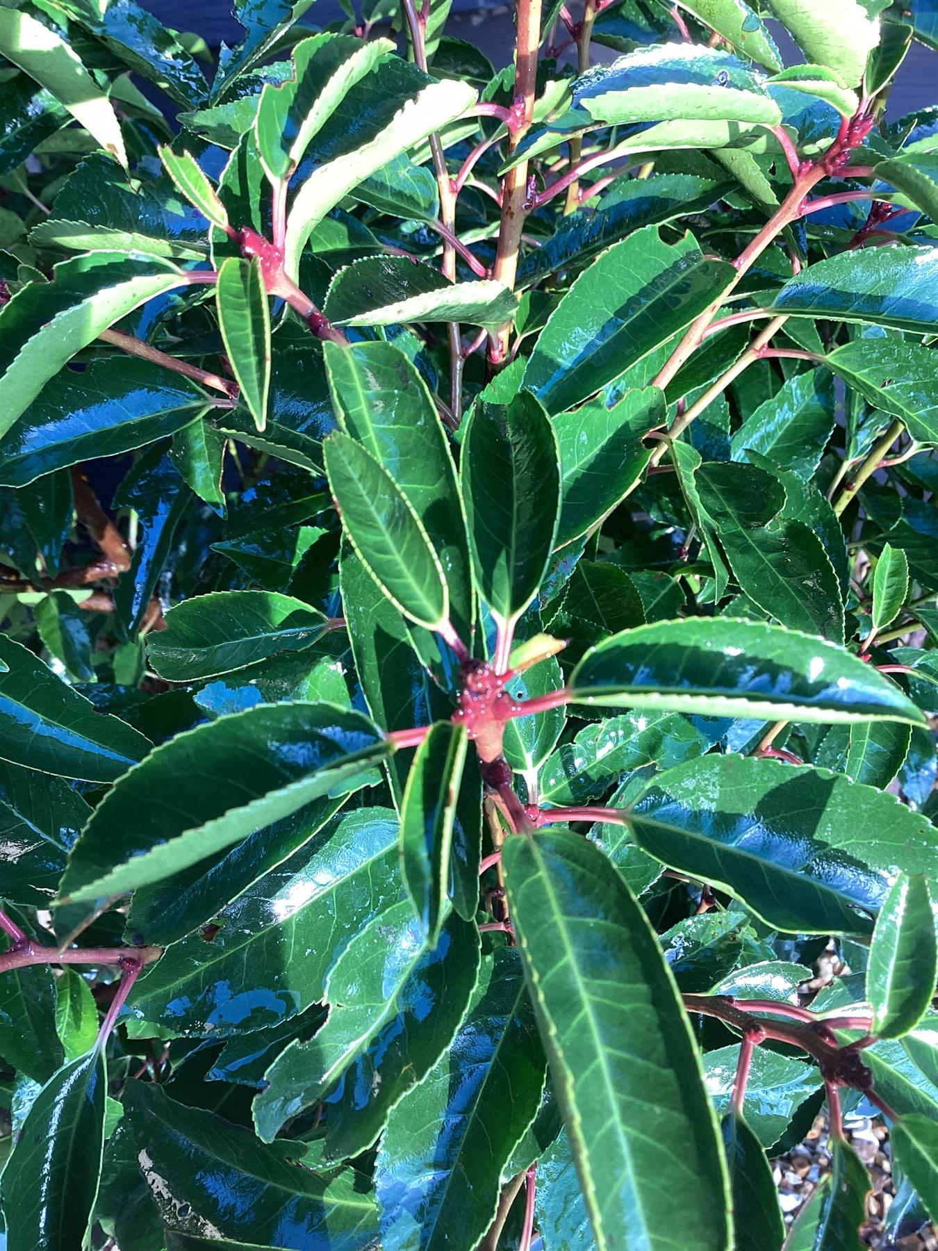 Portuguese laurel | Prunus lusitanica 'Angustifolia' - 100-120cm - 20lt