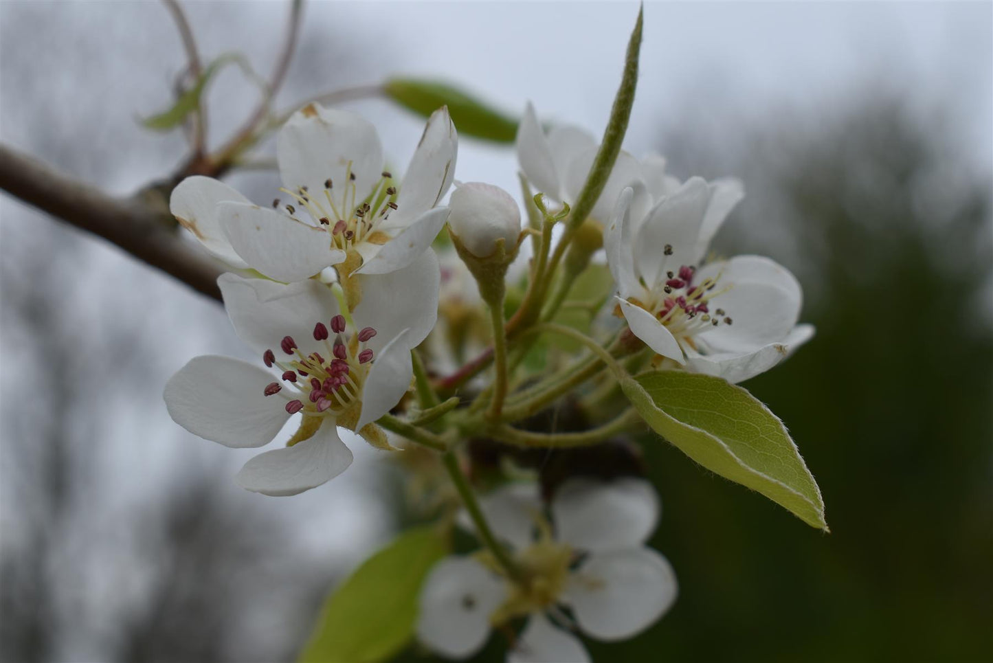 Pear tree 'Beurre Hardy' | Pyrus communis - Girth 18-20cm - 220-240cm - 50lt