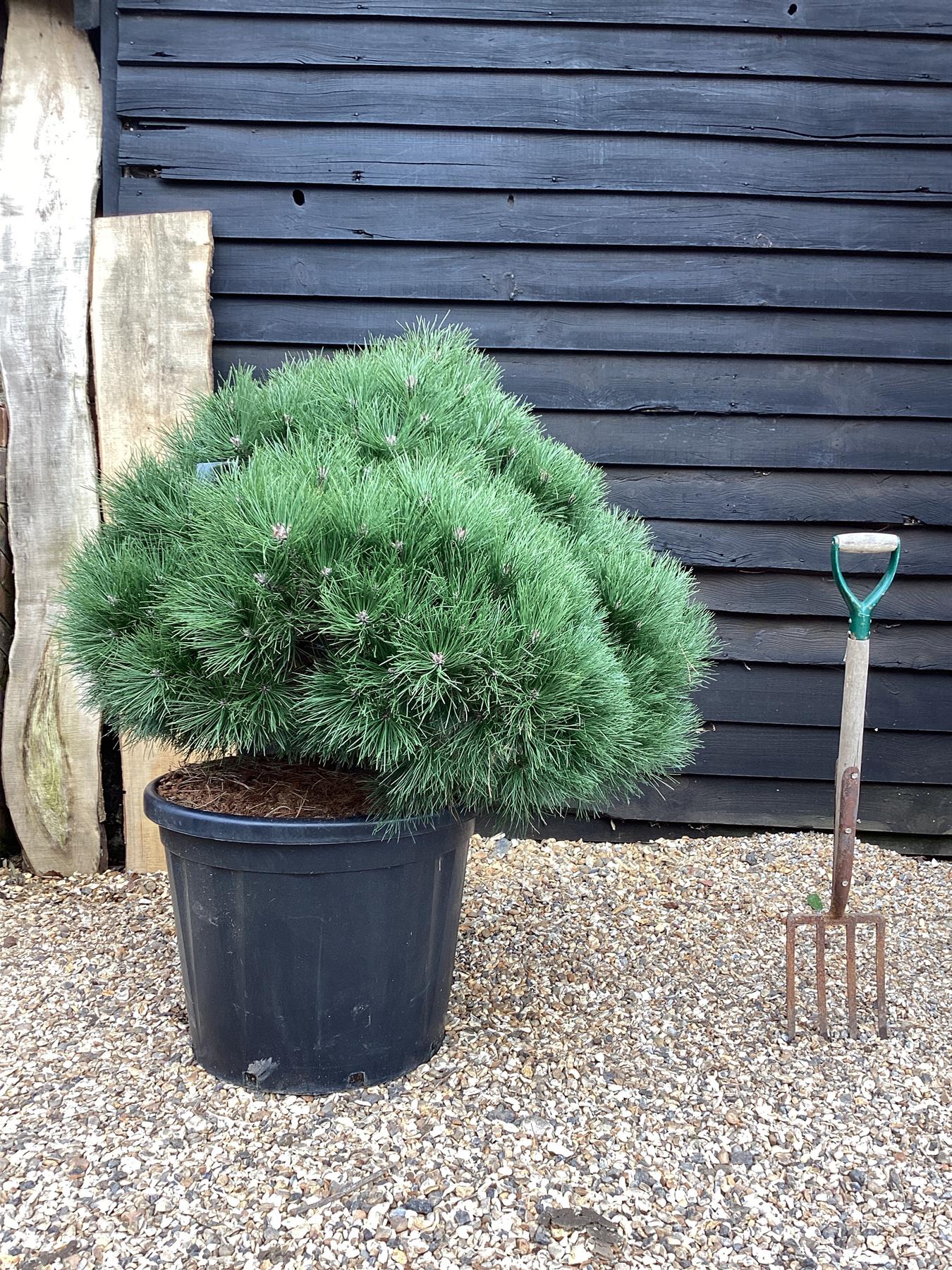 Pinus Nigra  'Pierrick Bregeon' Brepo - Height 120cm - Width 90-100cm - 110lt