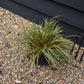 Japanese sedge | Carex Morrowii 'Evergold' - Height 30-40cm Width 30-40cm - 5lt