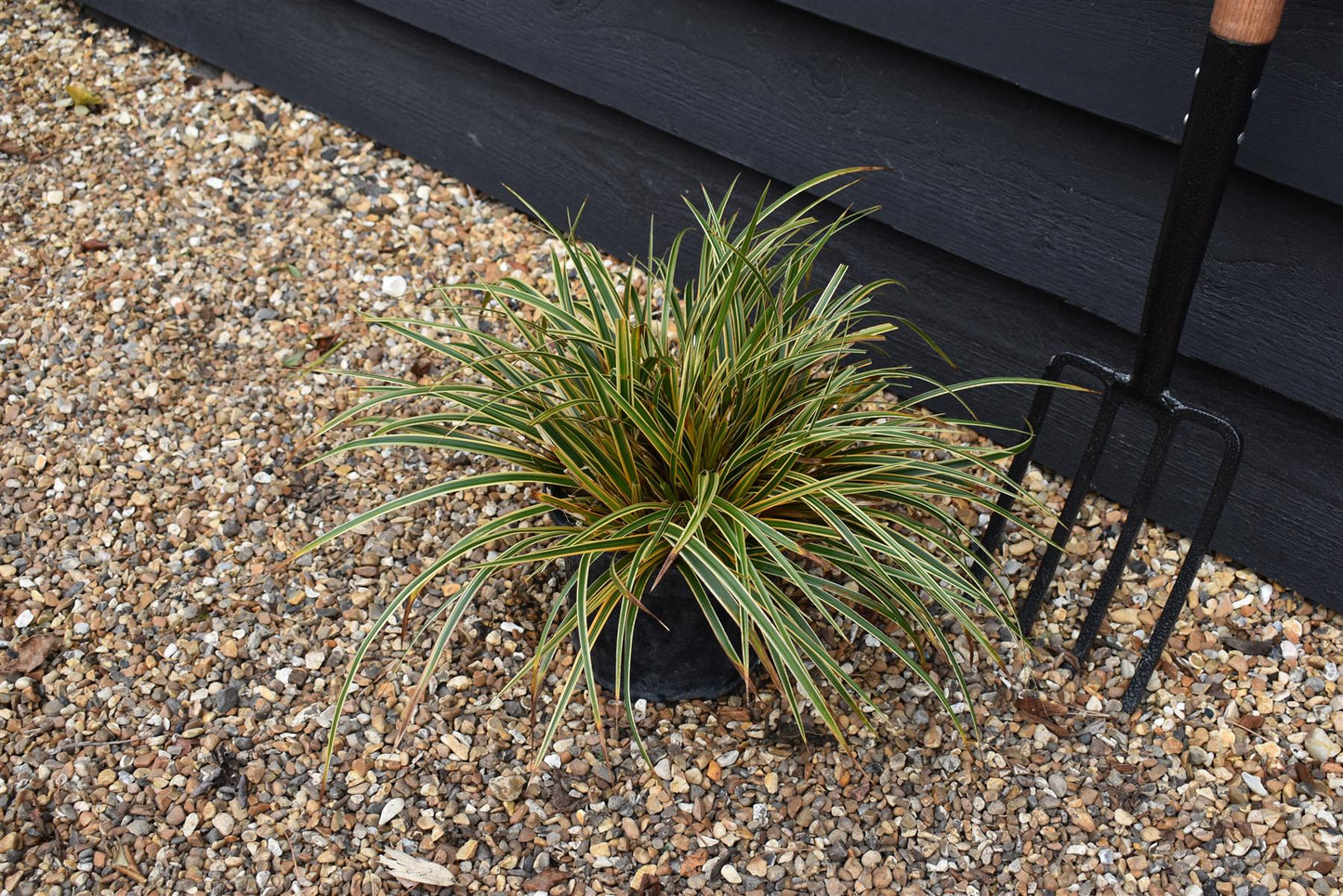 Japanese sedge | Carex Morrowii 'Evergold' - Height 30-40cm Width 30-40cm - 5lt