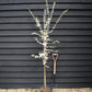 Prunus Nerasifera Pissardii Nigra | Black Cherry Plum - 250-280cm, 10lt