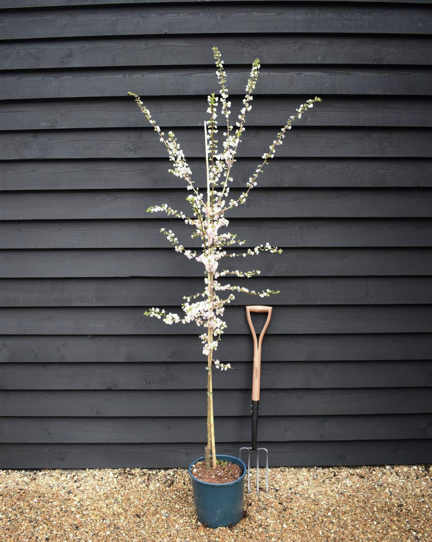 Prunus Nerasifera Pissardii Nigra | Black Cherry Plum - 250-280cm, 10lt