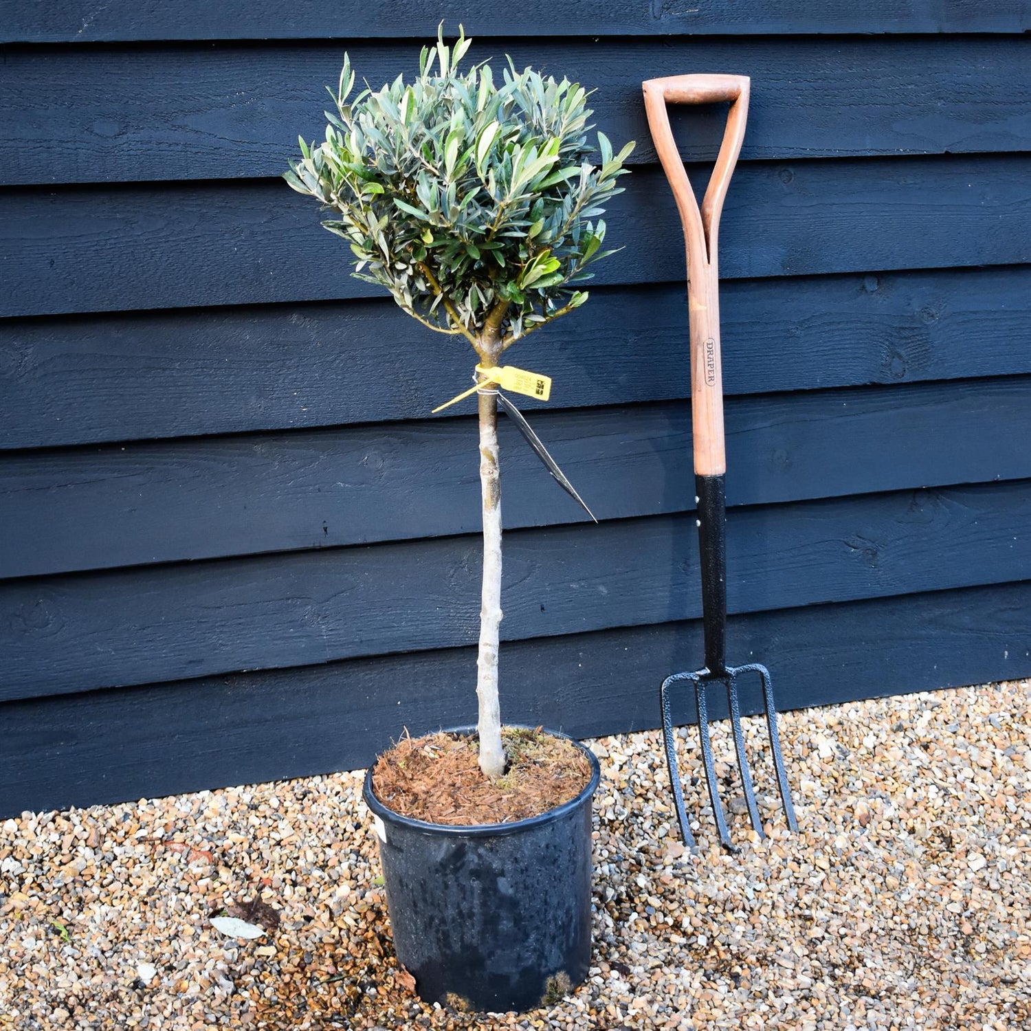 Olive Tree | Olea Europea - Clear Stem 70cm - Height 80cm - 10lt