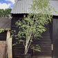 Kashmir Silver Birch | Betula utilis - Multistem - Height 450cm - 300lt