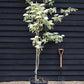 Cornus controversa 'Variegata' | Wedding Cake Tree -200-250cm, 90lt