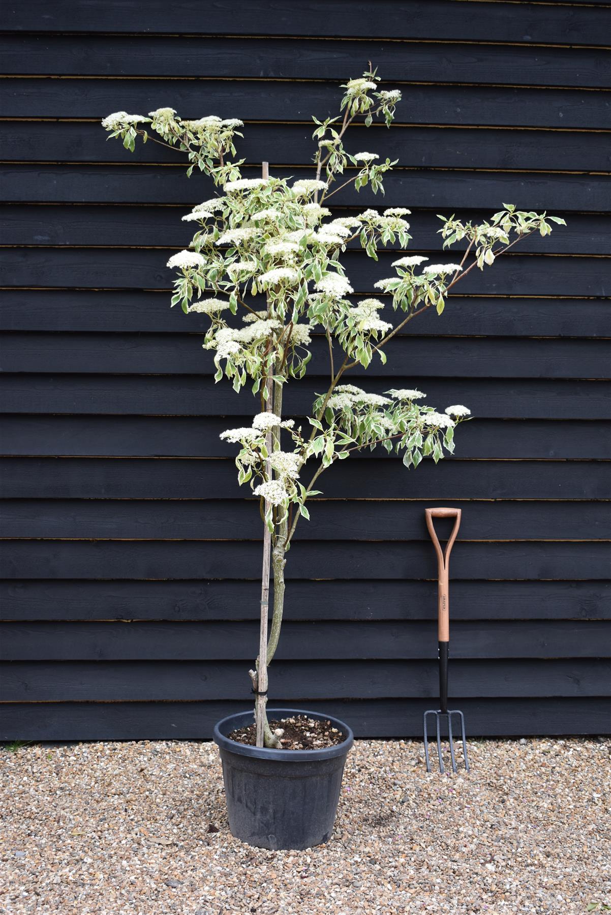 Cornus controversa 'Variegata' | Wedding Cake Tree -200-250cm, 90lt