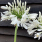 Agapanthus - 40/50cm, 15lt