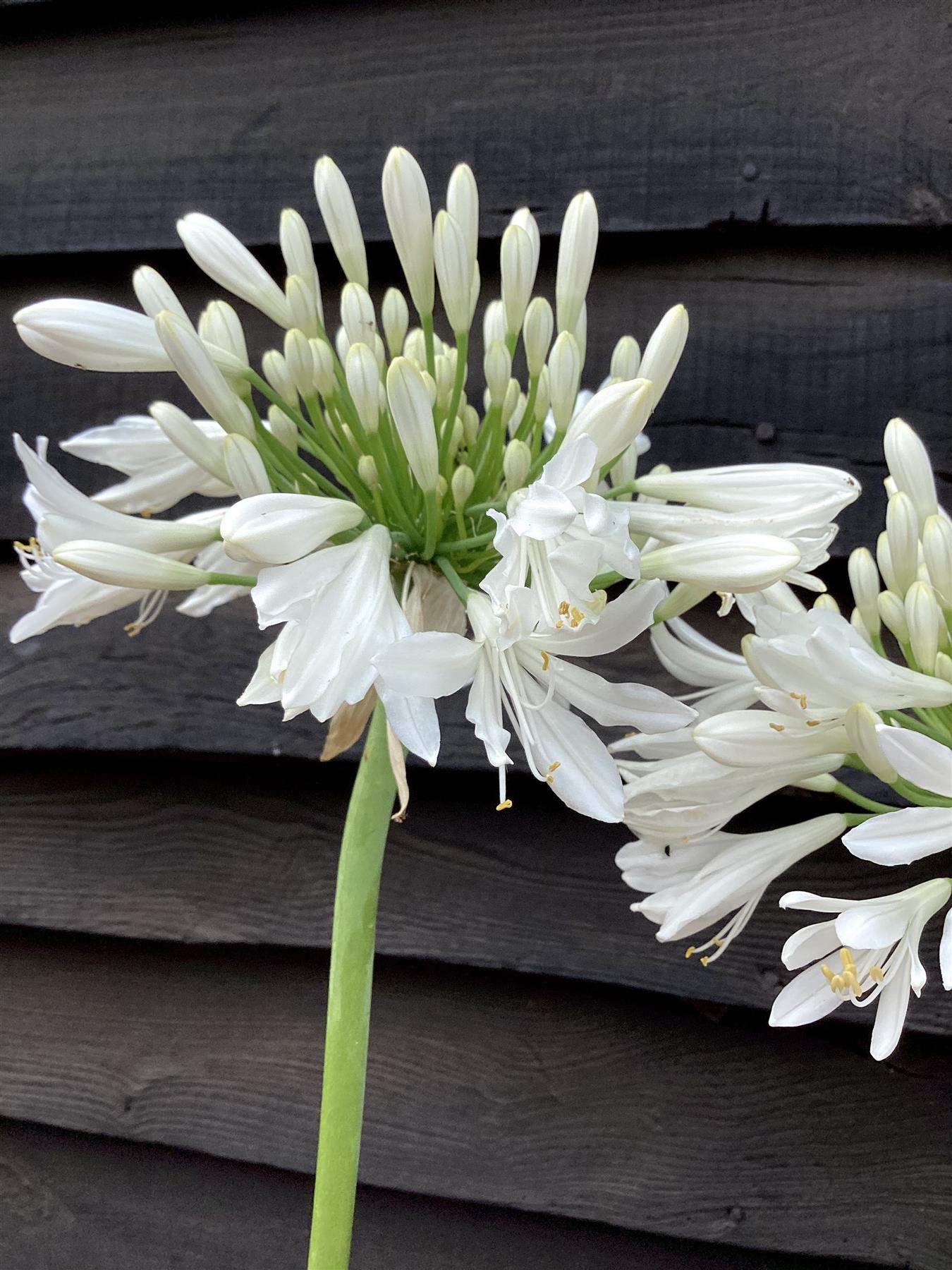 Agapanthus - 40/50cm, 15lt