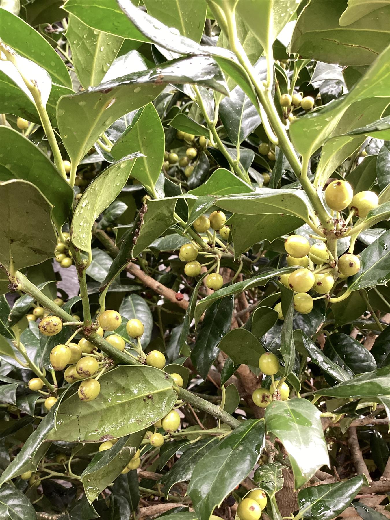 Ilex 'Nellie R. Stevens' | Holly - Clear Stem - Standard - Girth 16-18cm - Height 350-370cm - 110lt