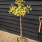 Ginkgo biloba 'Mariken' | Maidenhair Tree- Half Standard - Clear Stem 80cm - Height 135-150cm - 15lt