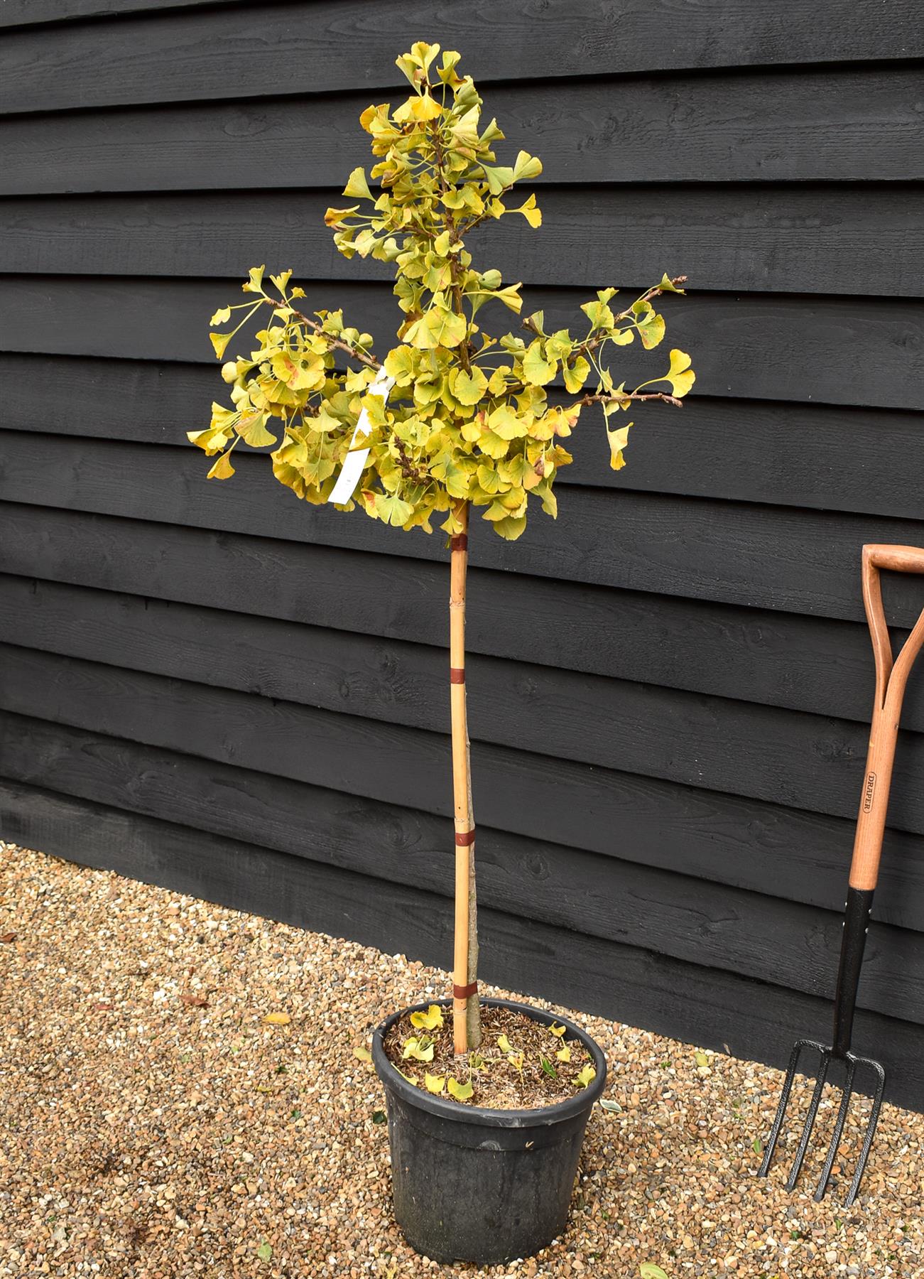 Ginkgo biloba 'Mariken' | Maidenhair Tree- Half Standard - Clear Stem 80cm - Height 135-150cm - 15lt