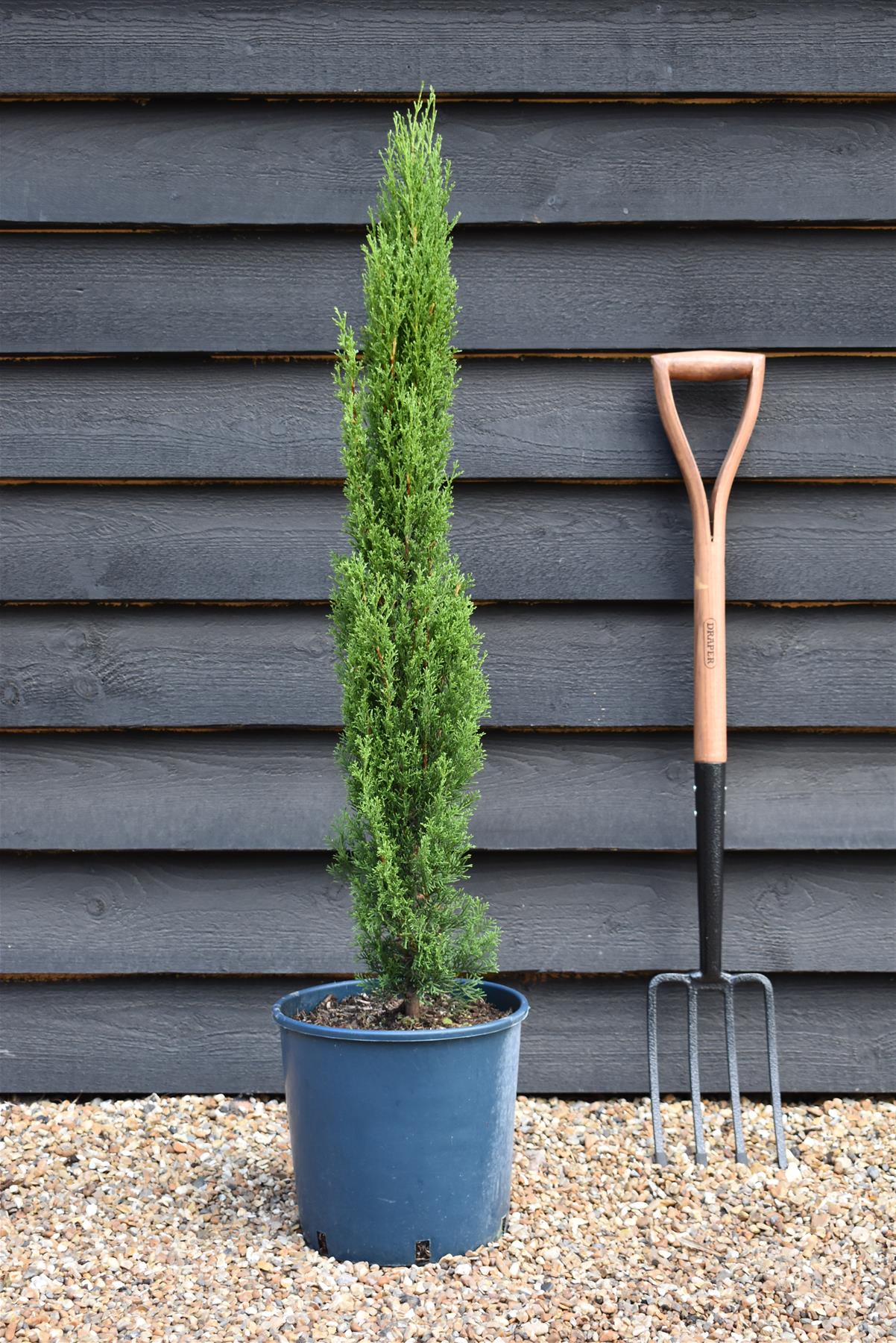 Cupressus sempervirens | Italian Cypress - Height 90-100cm - 10lt