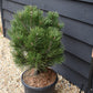 Pinus heldreichii 'Compact Gem' | Bosnian pine - Height 60cm - Width 40cm - 15lt