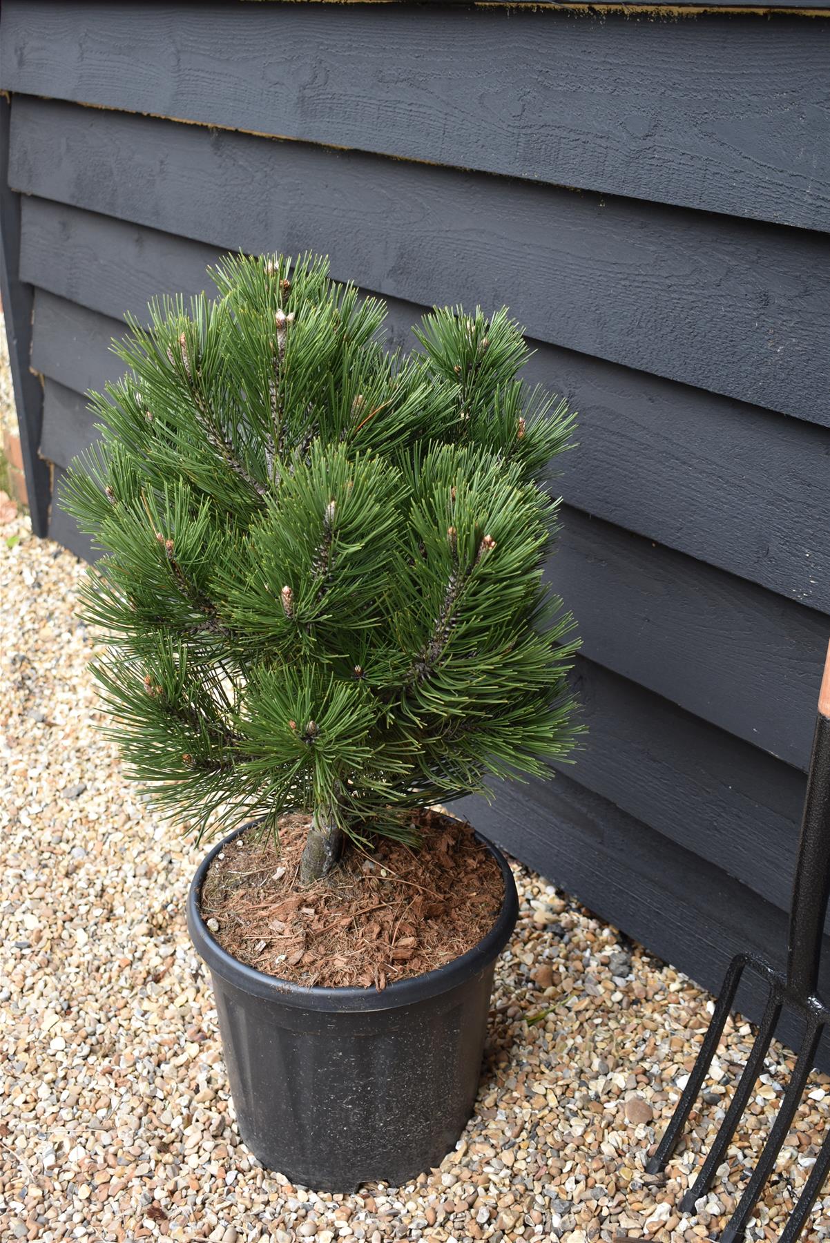 Pinus heldreichii 'Compact Gem' | Bosnian pine - Height 60cm - Width 40cm - 15lt