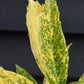 Aucuba japonica 'Golden Girl' - 3lt