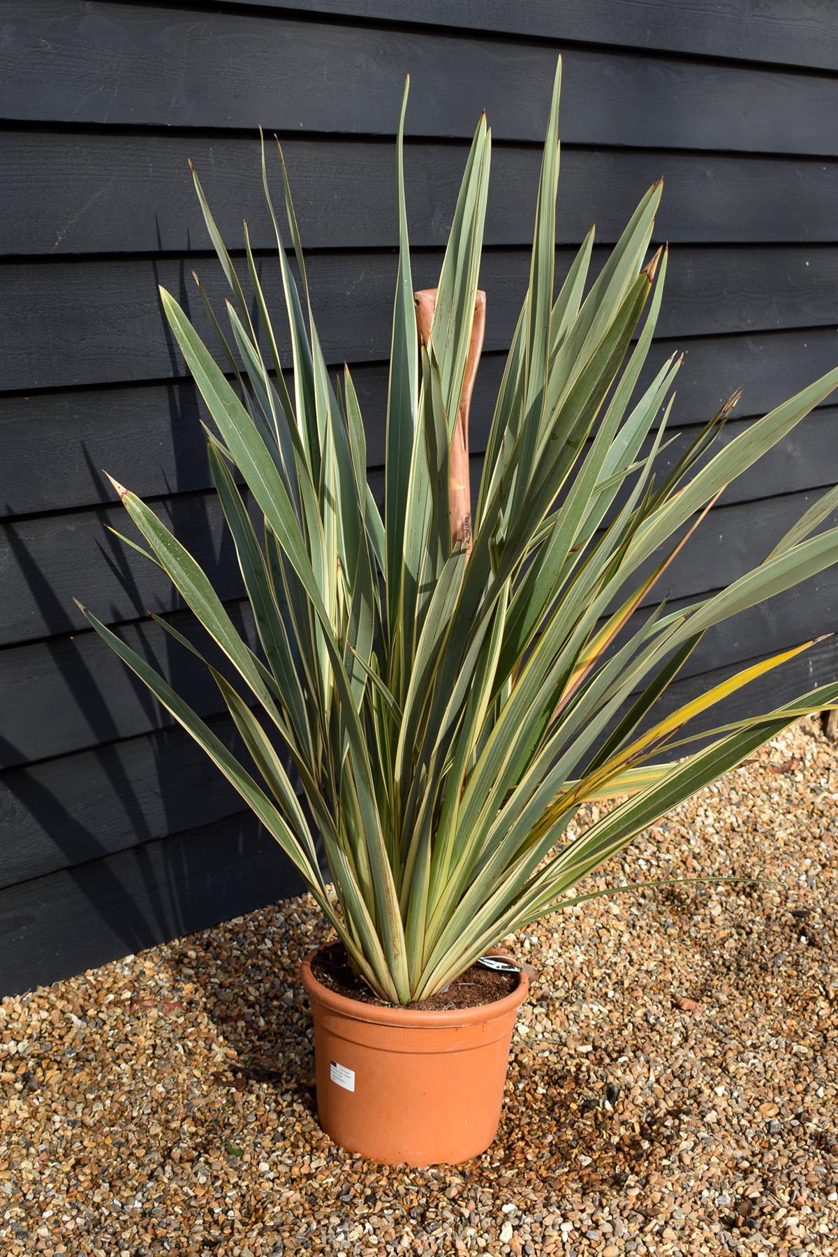 Phormium tenax 'Variegatum' | Variegated New Zealand Flax - 100-130cm, 25lt