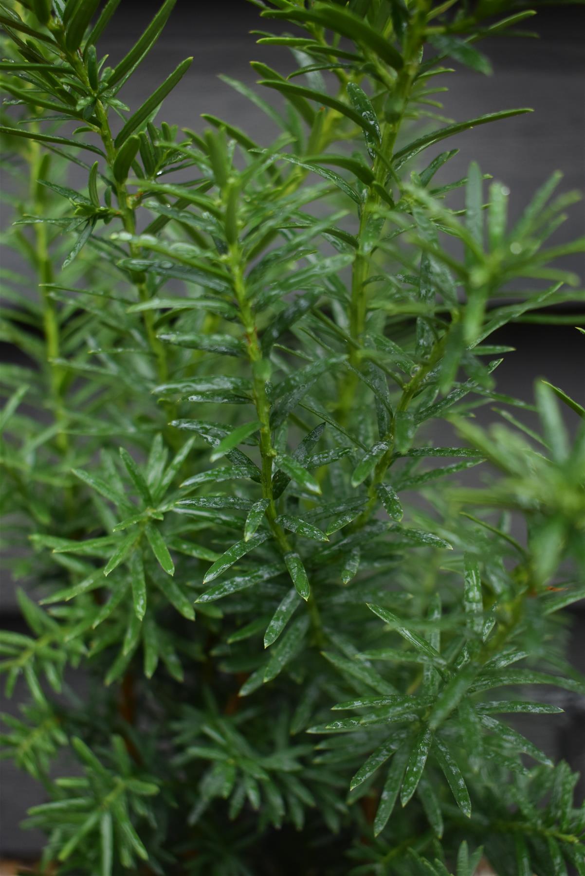 Taxus Media Densiformis - 40-60cm - 3lt