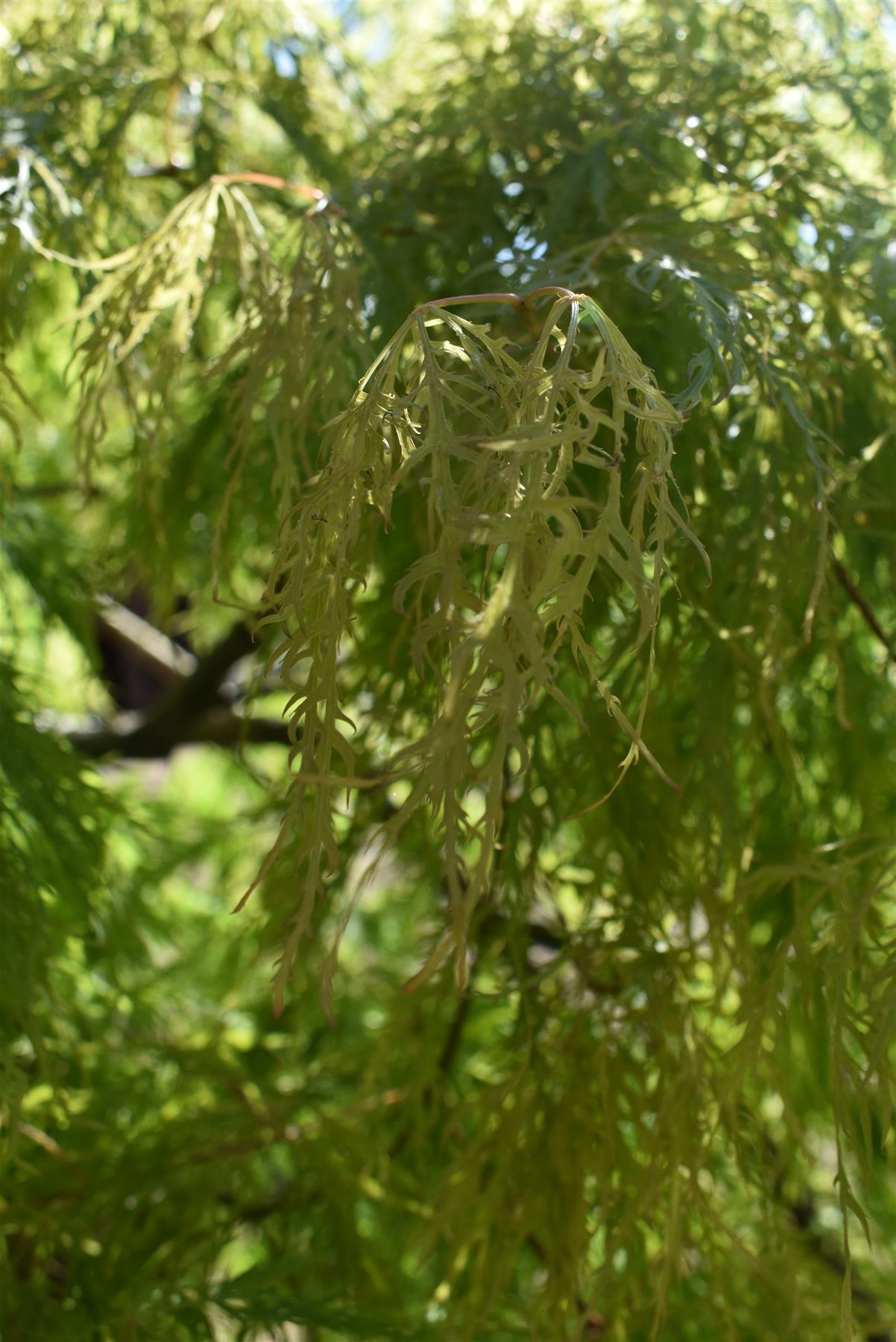 Acer dissectum 'Viridis' | Japanese maple Viride - 150-170cm - 1/2 std - 110lt