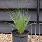 Stipa gigantea | Giant Feather Grass 30-60cm - 3lt