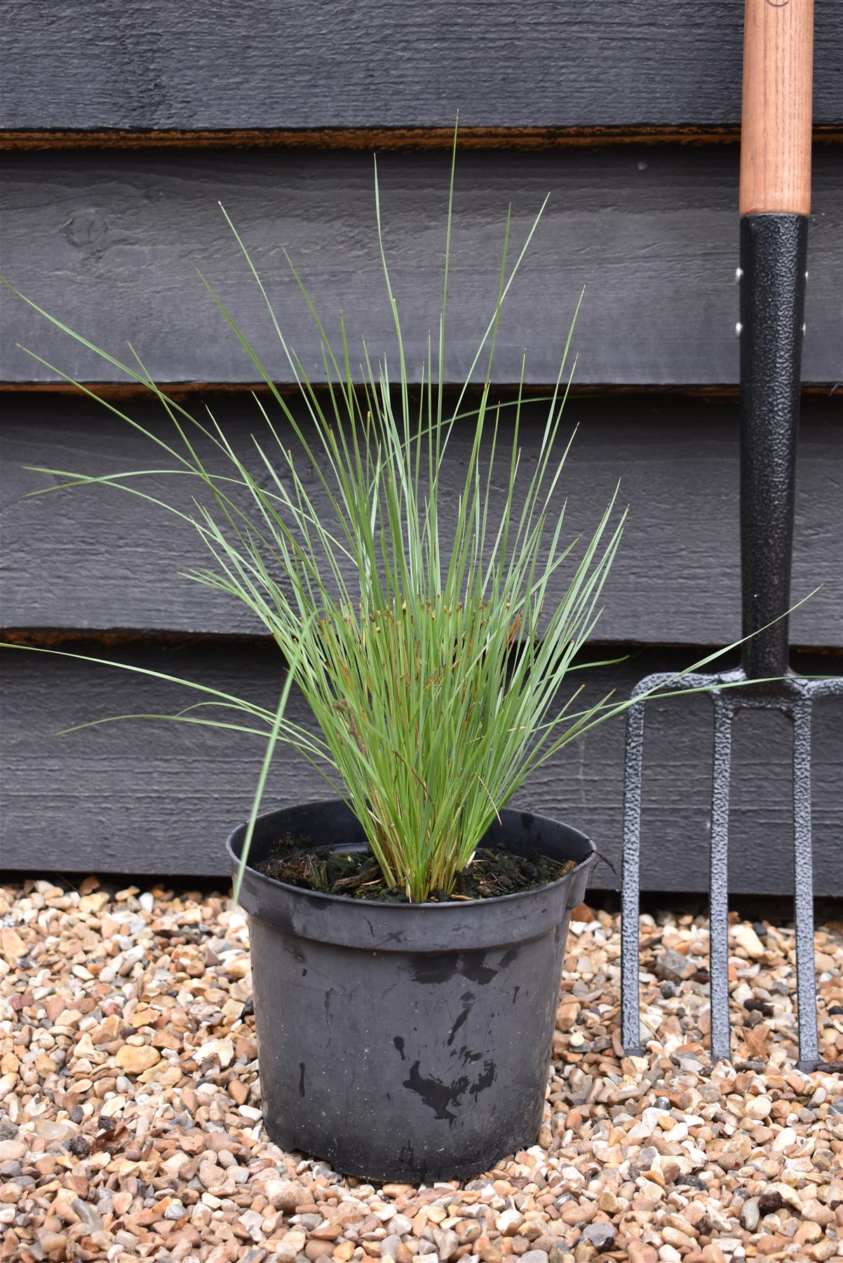 Stipa gigantea | Giant Feather Grass 30-60cm - 3lt