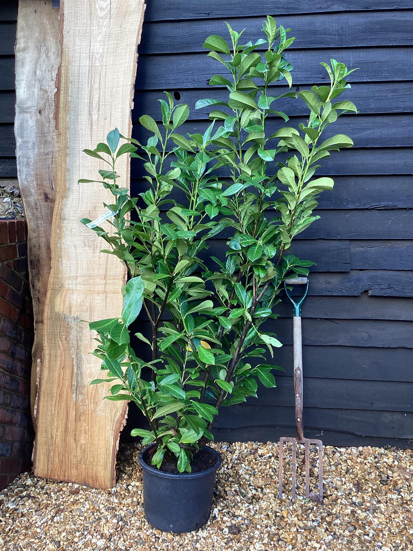 9 x Cherry Laurel 'Rotundifolia' - 150-170cm - 20lt