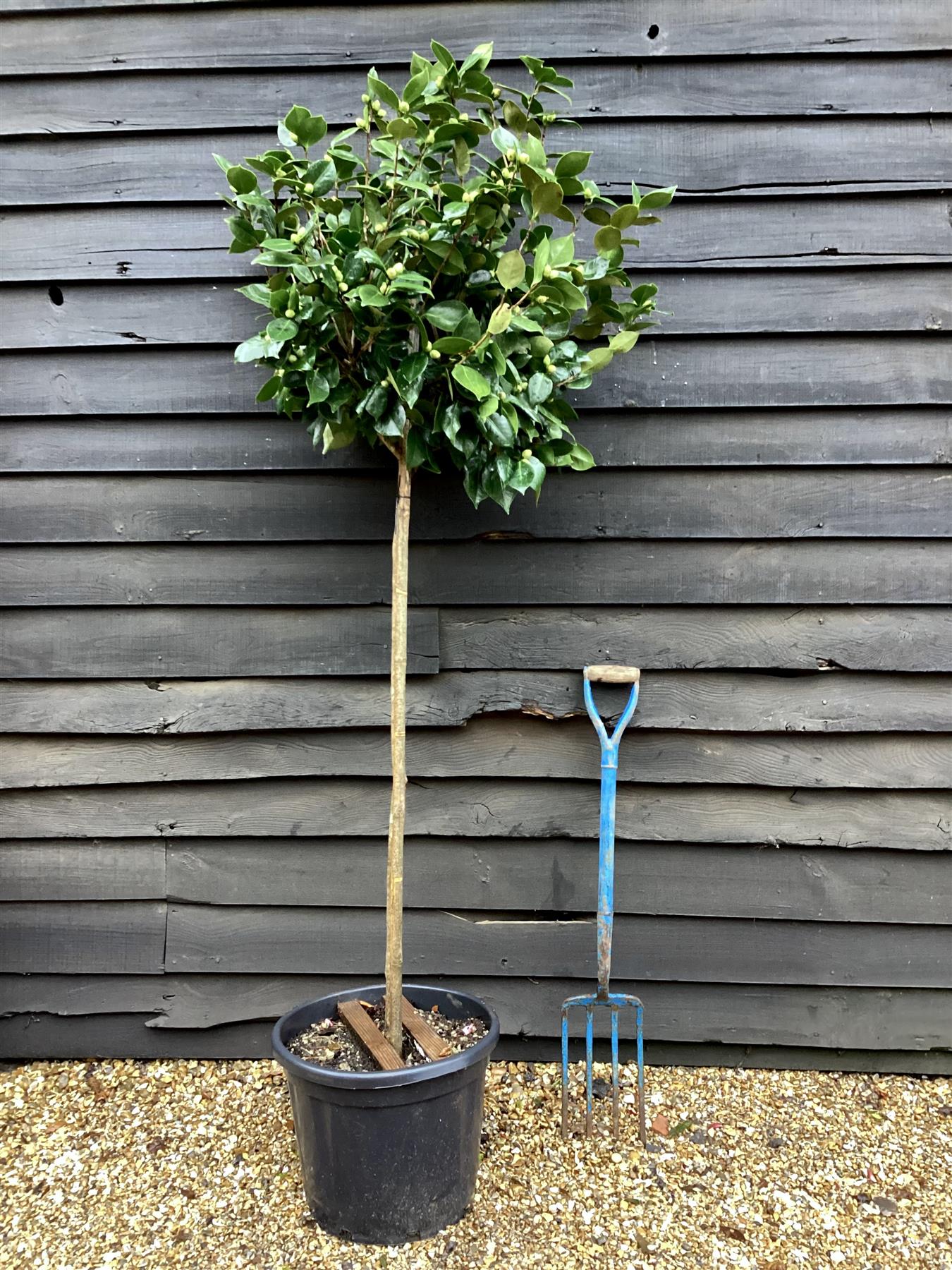 Camellia Japonica - C.M. Hovey - Pink - Single Stem 100cm - Height 180cm - 45lt